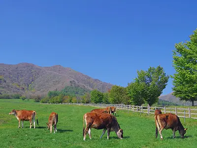 蒜山・津山エリア(イメージ)