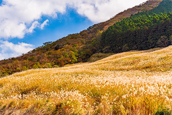 仙石原温泉